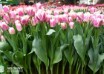 Tulipa Hawaii (1)